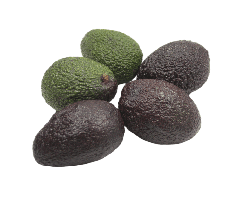 Avocat, maroc