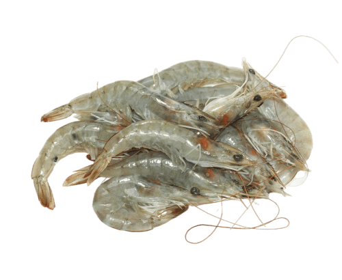 Crevette, congelé