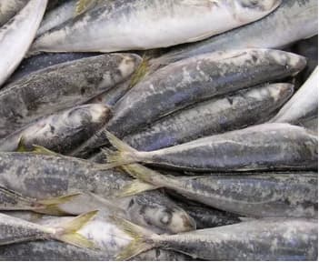 Poisson, Chinchard